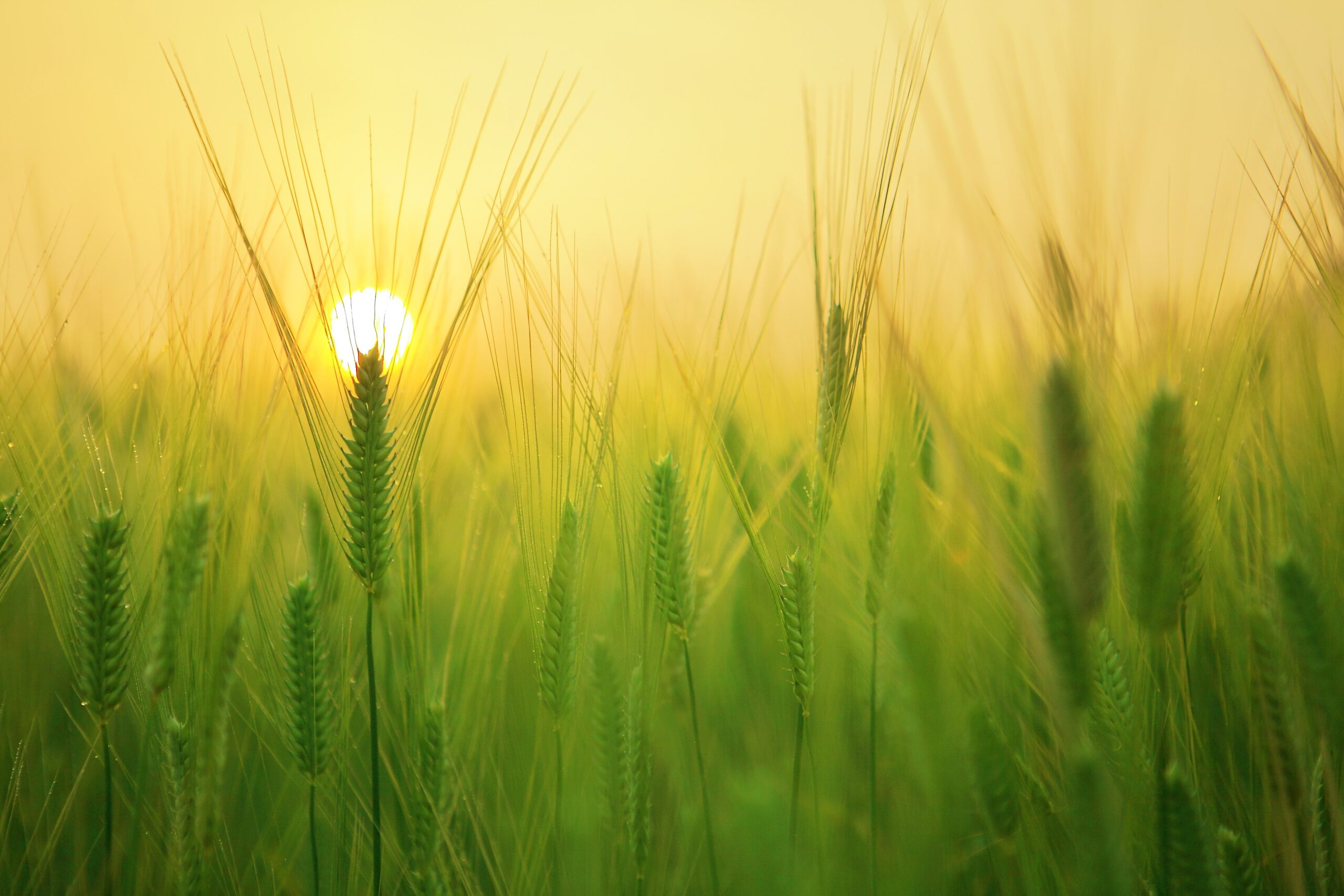 Champ de blé et soleil