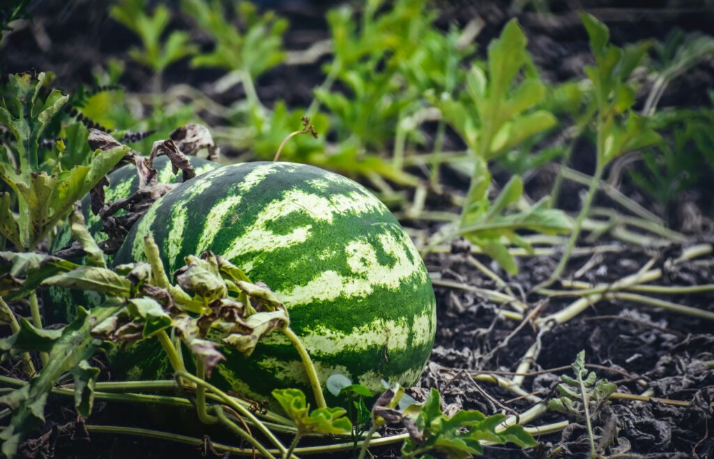 Melon au champ